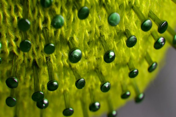 Implementation of the study process by the end of the semester